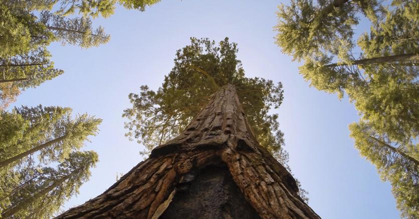 Immagine per la news «Sostenibilità», elemento strategico nelle imprese moderne