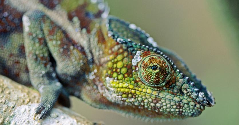 Immagine per la news Le imprese che guardano al futuro cercano il manager «camaleonte»