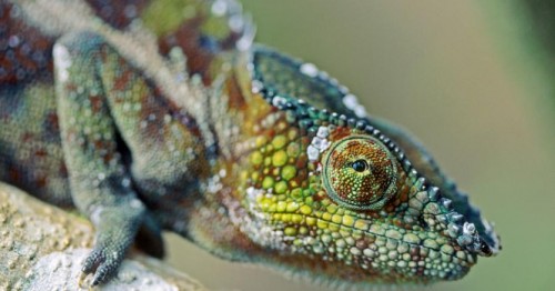 Immagine per la news Change management? A cambiare deve essere soprattutto la mentalità