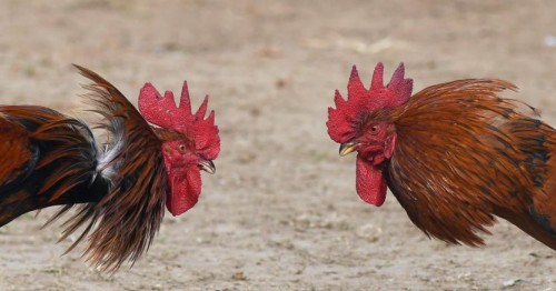 Immagine per la news Mindfulness, il segreto per gestire gli effetti dello stress e dell’ansia